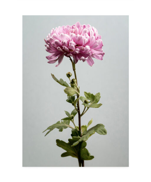 Pink Chrysanthemum Floral FLORES_012 - Image 7