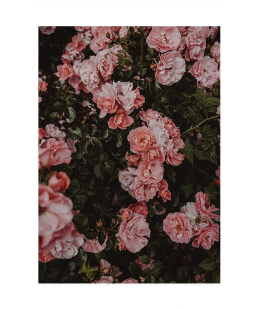 Rose Cluster Floral FLORES_013 - Image 7