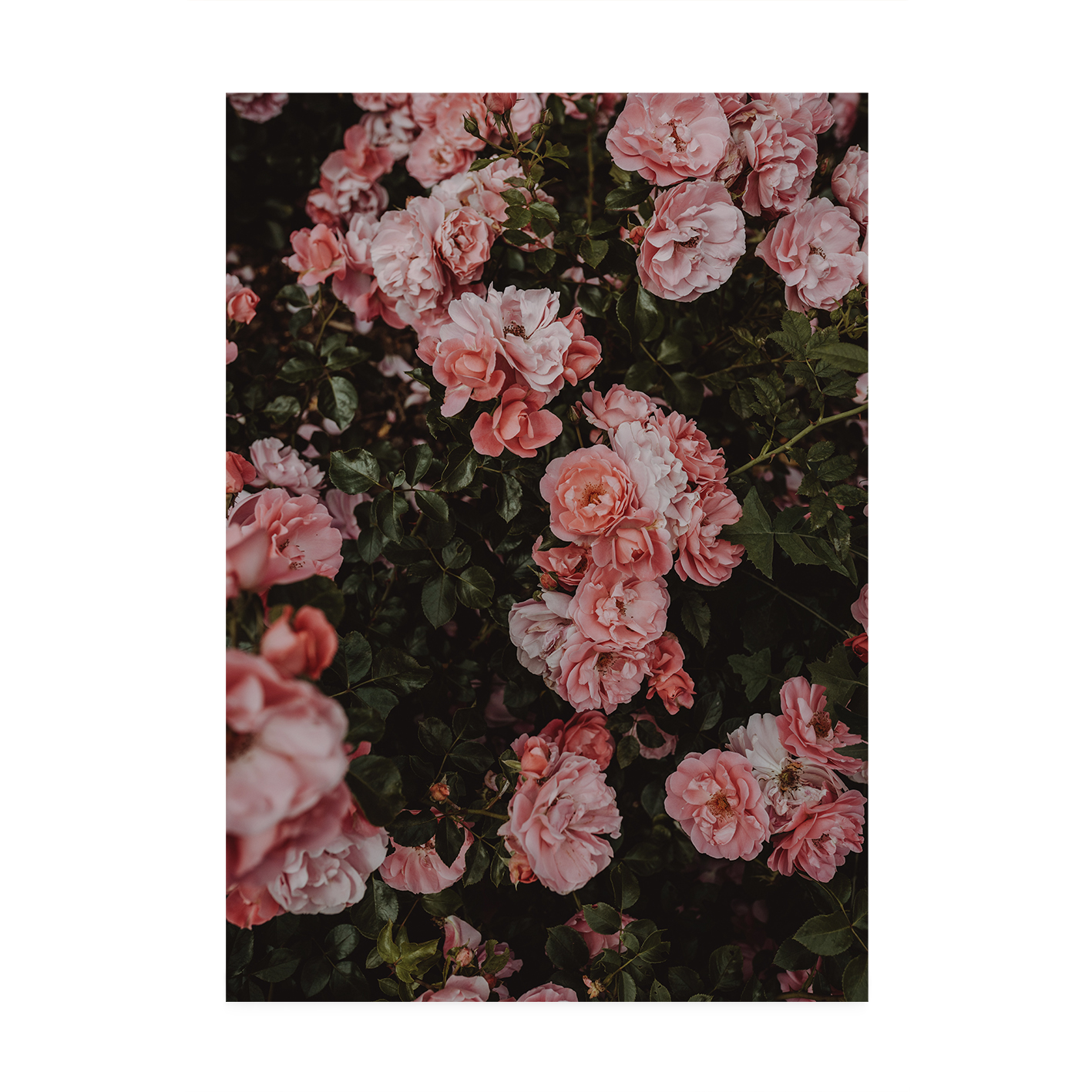 Rose Cluster Floral FLORES_013 - Image 7