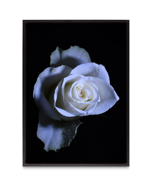 Rose Noir Floral FLORES_016 - Image 8