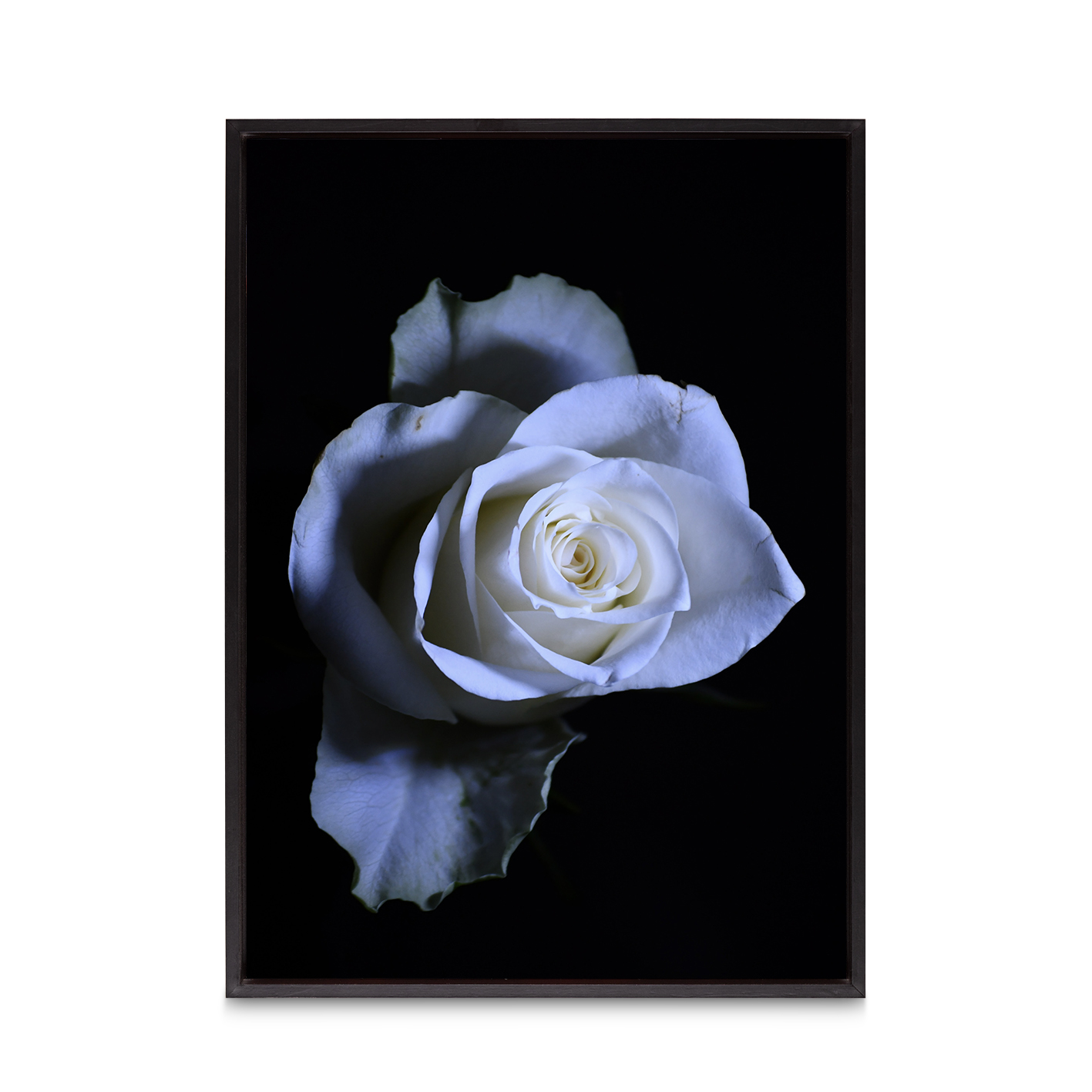 Rose Noir Floral FLORES_016 - Image 8