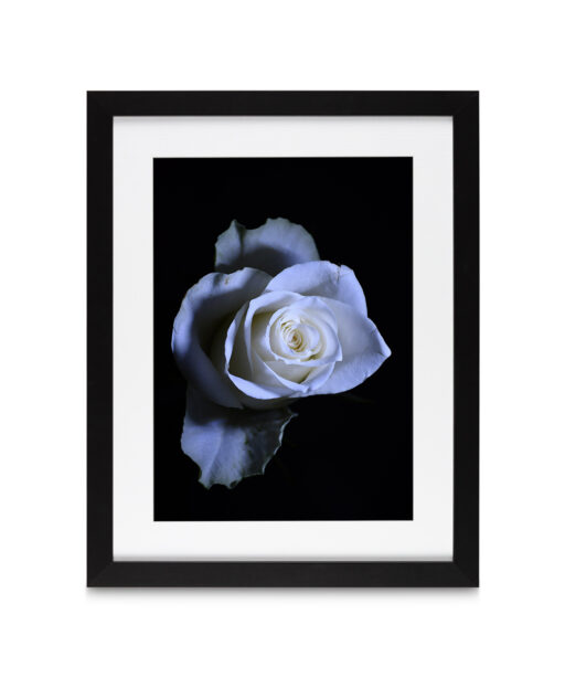 Rose Noir Floral FLORES_016 - Image 4