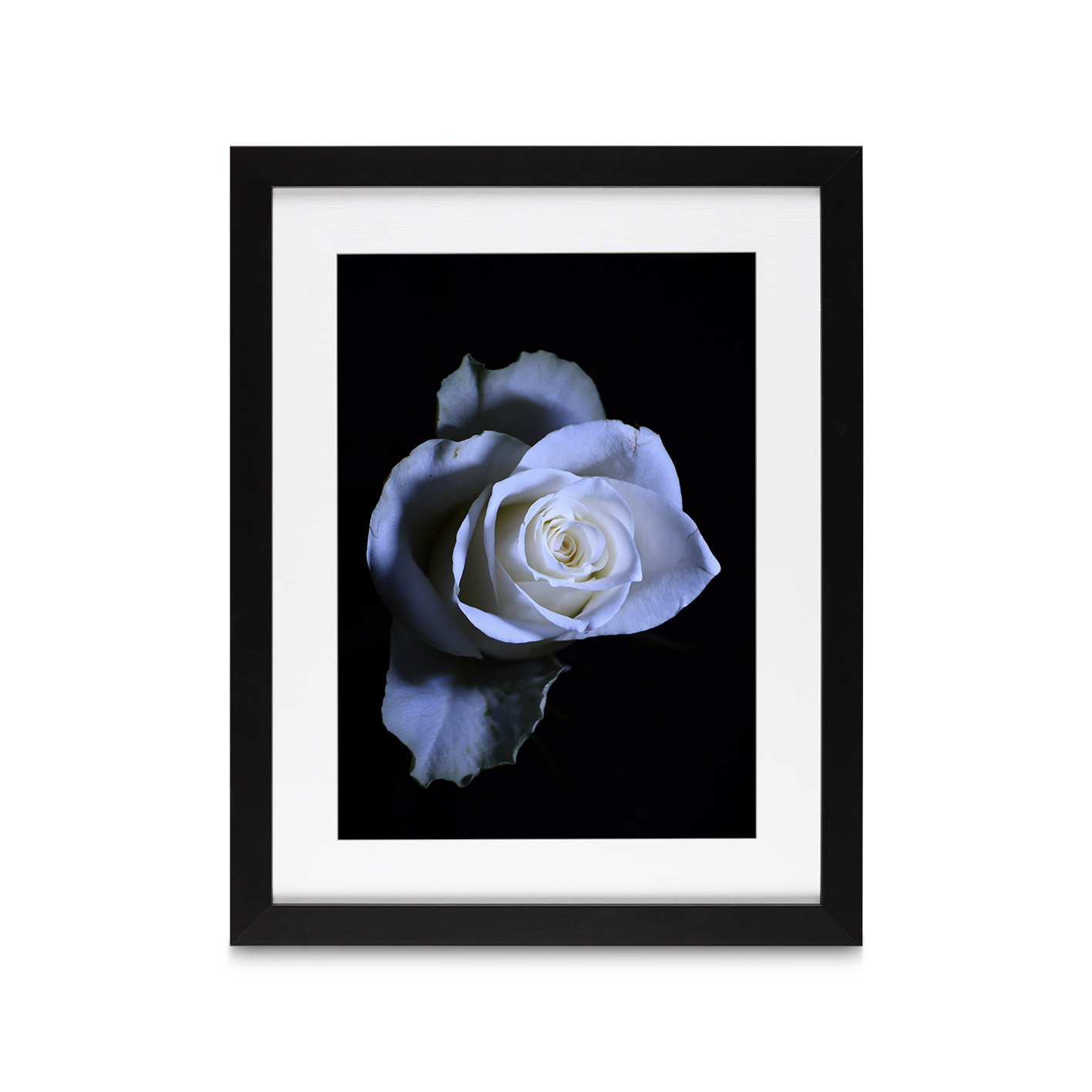 Rose Noir Floral FLORES_016 - Image 4
