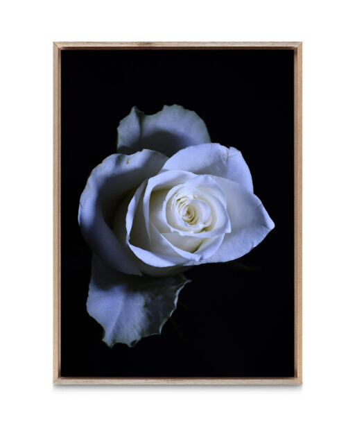 Rose Noir Floral FLORES_016 - Image 5