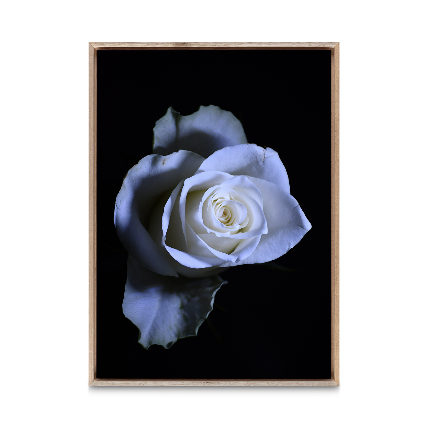 Rose Noir Floral FLORES_016 - Image 5