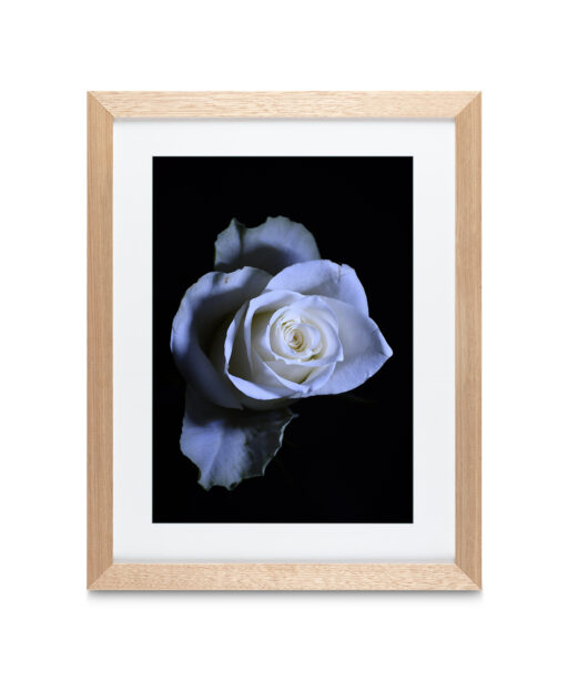Alternative view of Rose Noir Floral FLORES_016