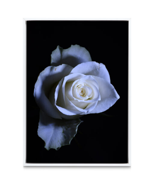 Rose Noir Floral FLORES_016 - Image 6