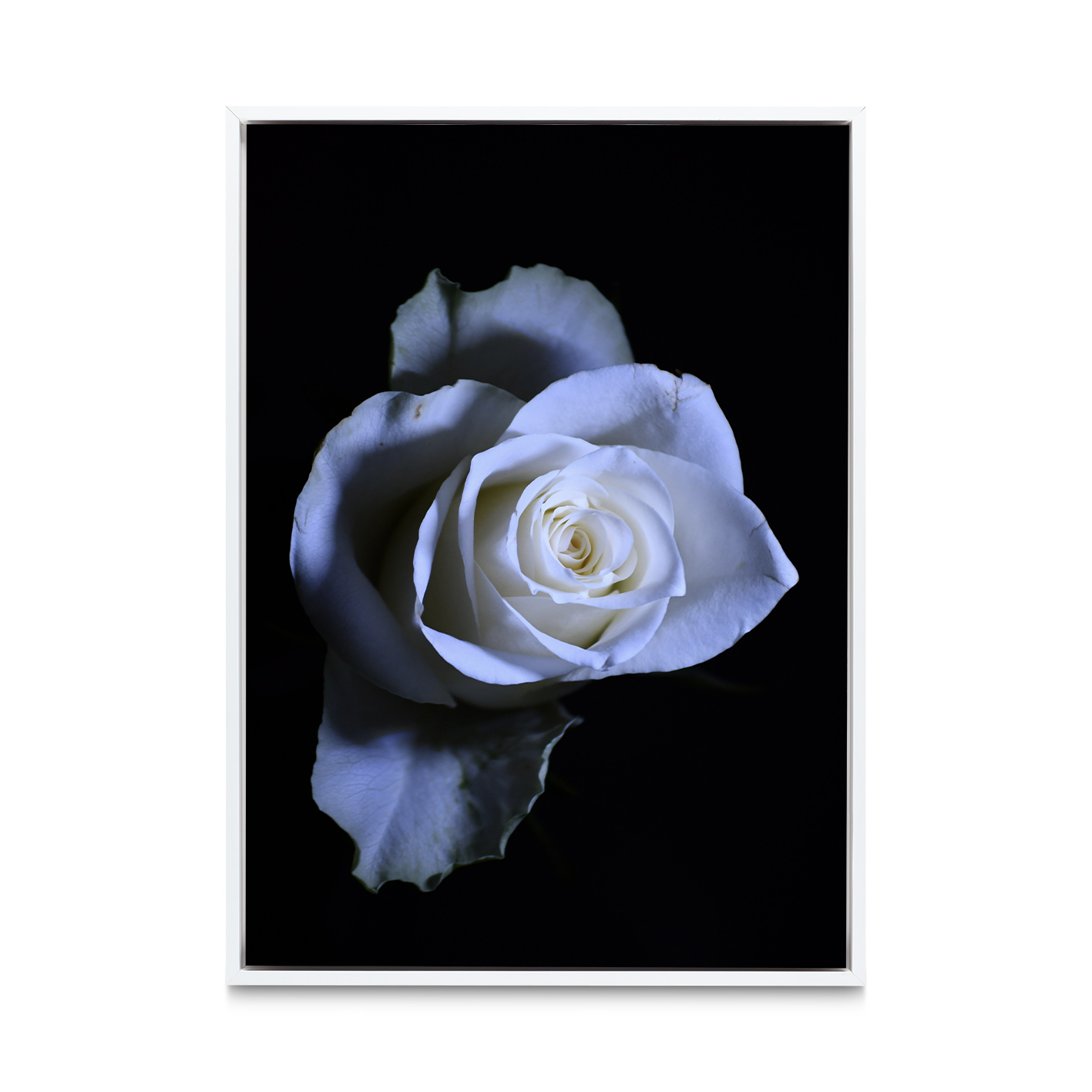 Rose Noir Floral FLORES_016 - Image 6