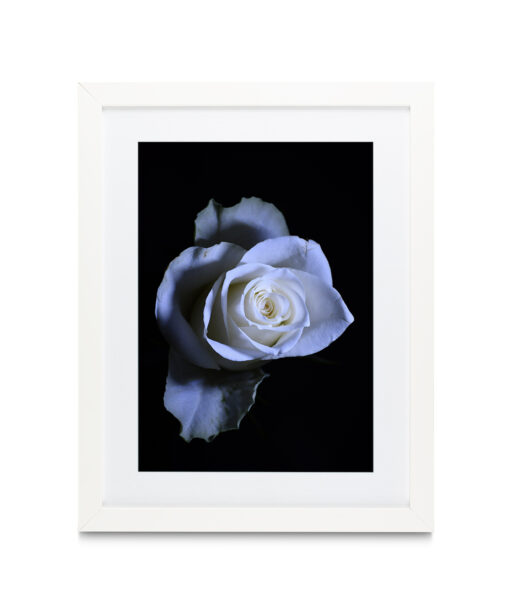 Rose Noir Floral FLORES_016 - Image 3