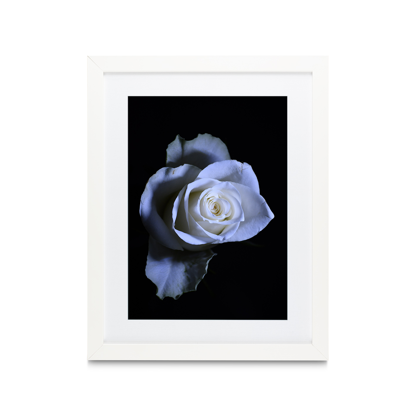 Rose Noir Floral FLORES_016 - Image 3