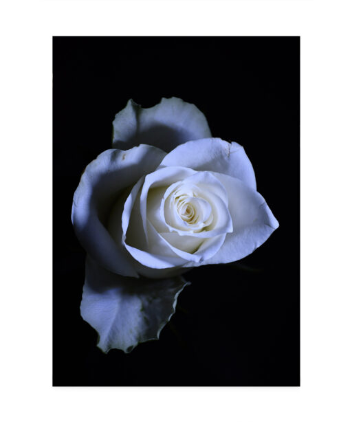 Rose Noir Floral FLORES_016 - Image 7