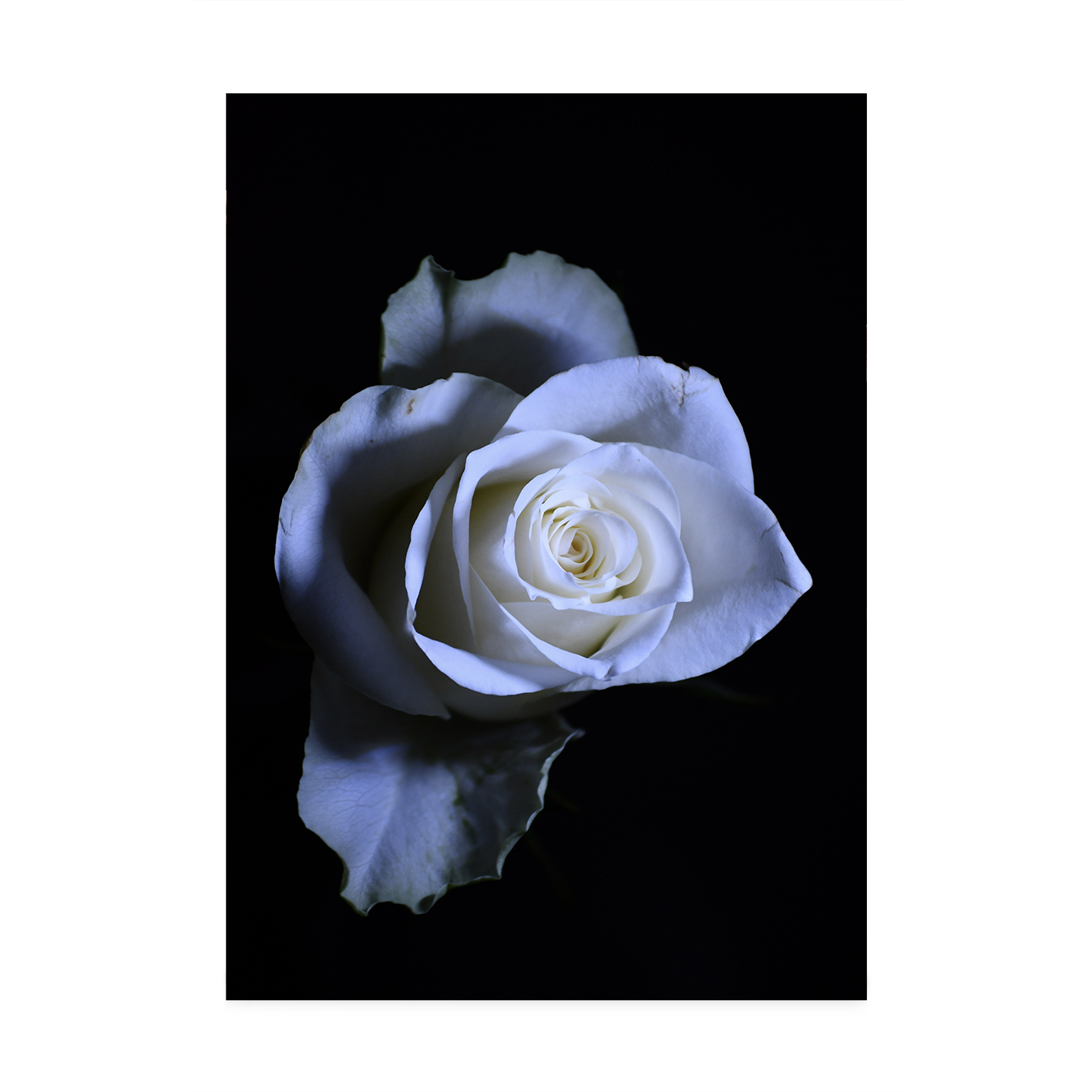 Rose Noir Floral FLORES_016 - Image 7