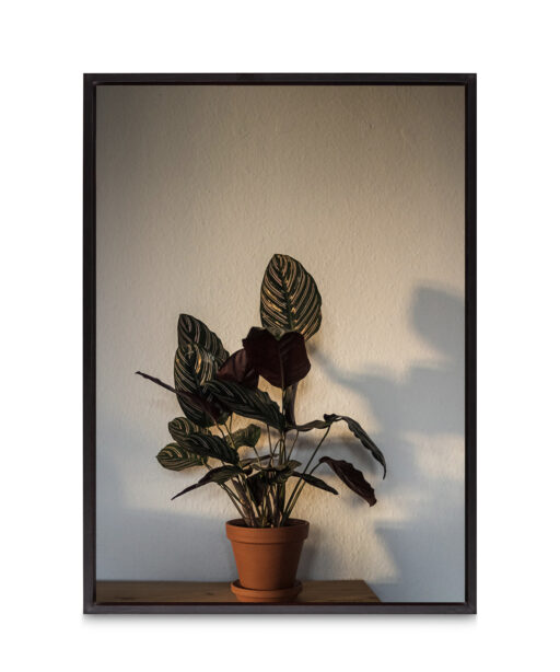Potted Foliage  FLORES_017 - Image 8