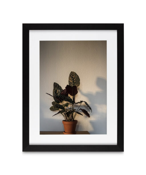 Potted Foliage  FLORES_017 - Image 4