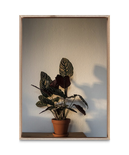 Potted Foliage  FLORES_017 - Image 5