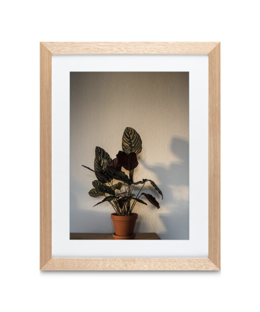 Potted Foliage  FLORES_017 - Image 2