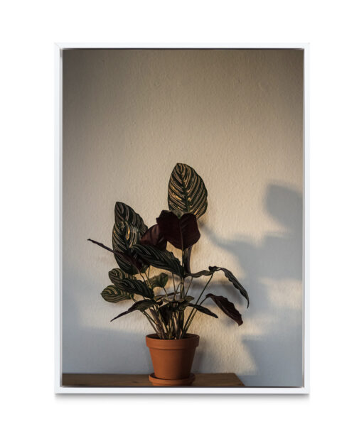 Potted Foliage  FLORES_017 - Image 6
