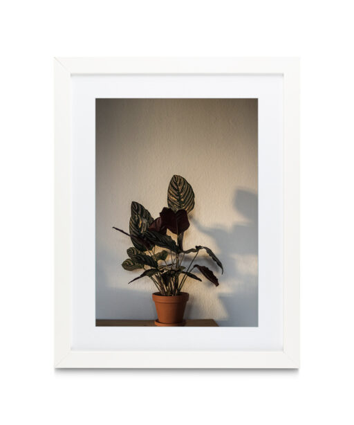 Potted Foliage  FLORES_017 - Image 3
