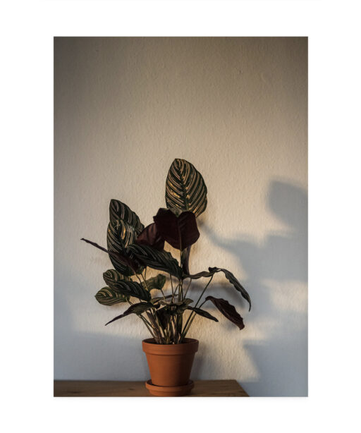 Potted Foliage  FLORES_017 - Image 7