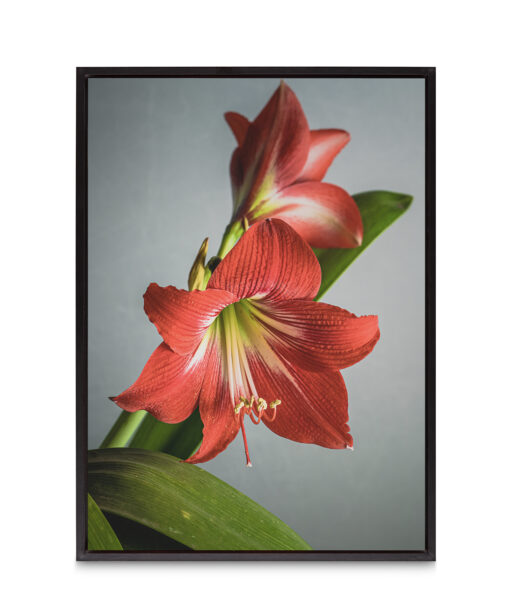 Red Tulip Floral FLORES_018 - Image 8
