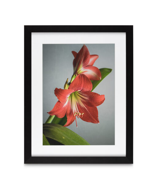 Red Tulip Floral FLORES_018 - Image 4