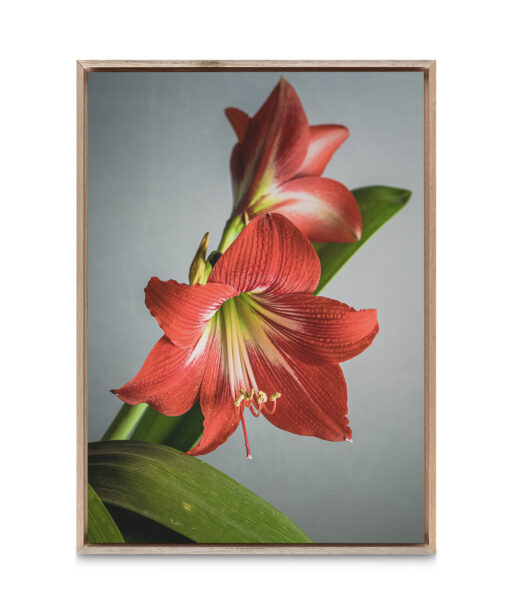 Red Tulip Floral FLORES_018 - Image 5