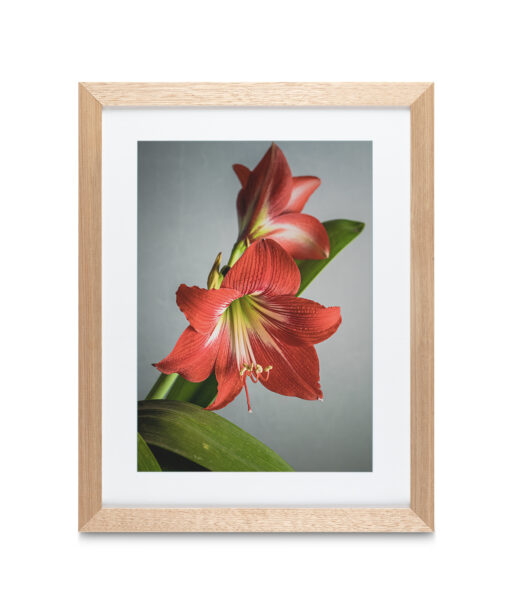 Red Tulip Floral FLORES_018 - Image 2