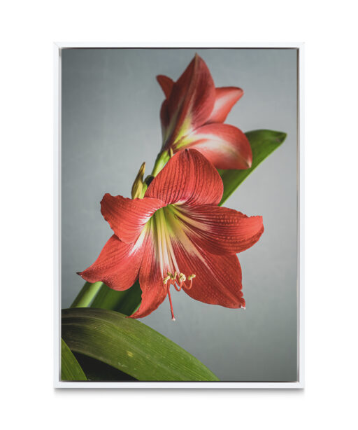 Red Tulip Floral FLORES_018 - Image 6