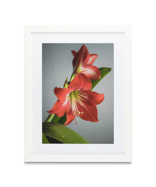 Red Tulip Floral FLORES_018 - Image 3