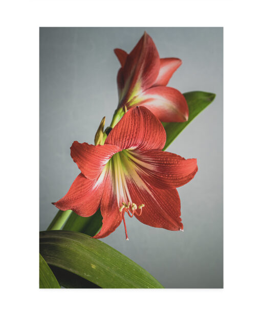 Red Tulip Floral FLORES_018 - Image 7