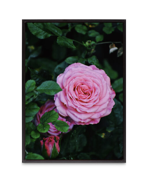 Pink Rose Floral FLORES_019 - Image 8