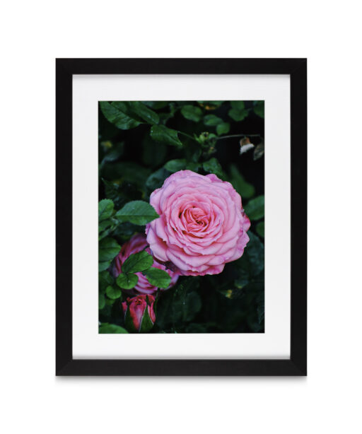 Pink Rose Floral FLORES_019 - Image 4