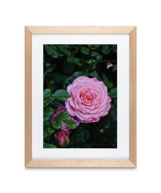 Pink Rose Floral FLORES_019 - Image 2