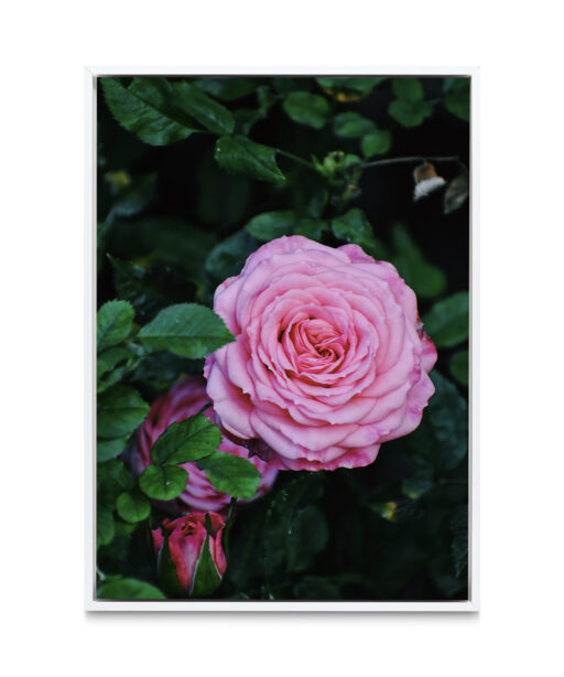 Pink Rose Floral FLORES_019 - Image 6