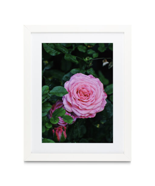Pink Rose Floral FLORES_019 - Image 3