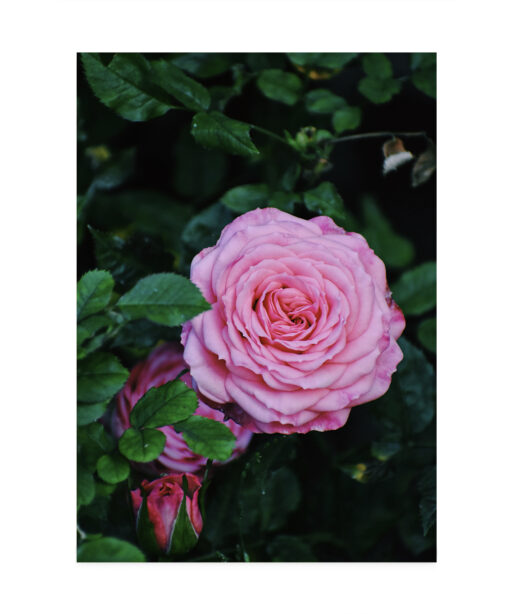 Pink Rose Floral FLORES_019 - Image 7