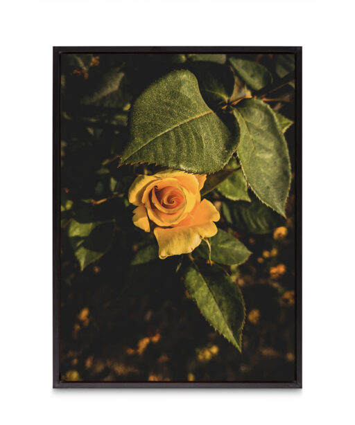 Yellow Rose Floral FLORES_020 - Image 8