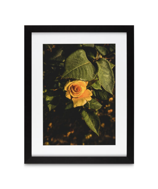 Yellow Rose Floral FLORES_020 - Image 4