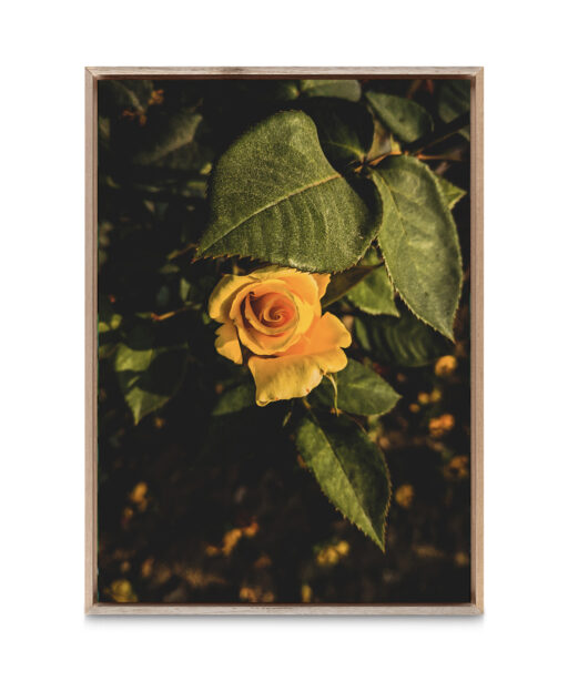 Yellow Rose Floral FLORES_020 - Image 5