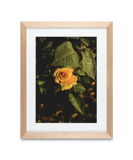 Alternative view of Yellow Rose Floral FLORES_020