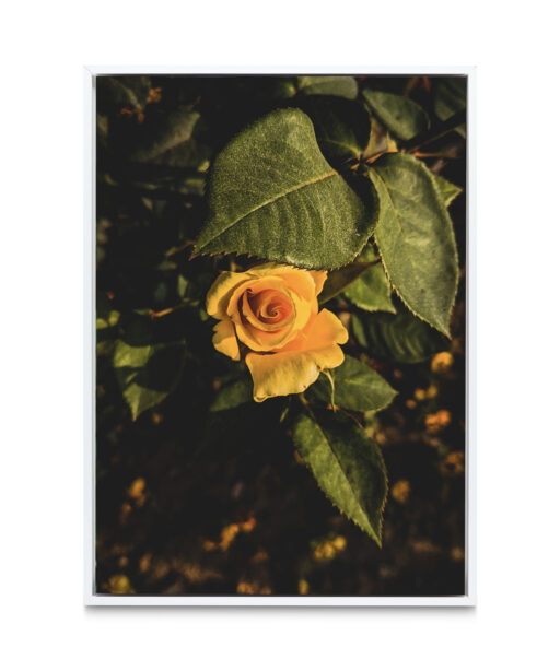 Yellow Rose Floral FLORES_020 - Image 6