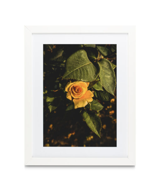 Yellow Rose Floral FLORES_020 - Image 3