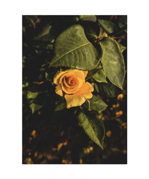 Yellow Rose Floral FLORES_020 - Image 7