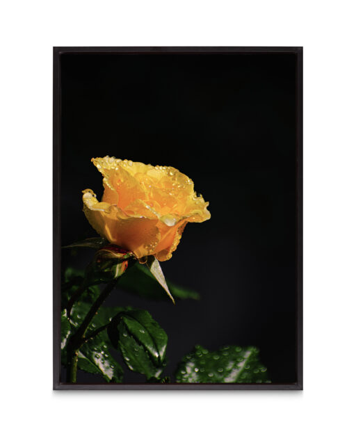 Yellow Rose Floral FLORES_021 - Image 8