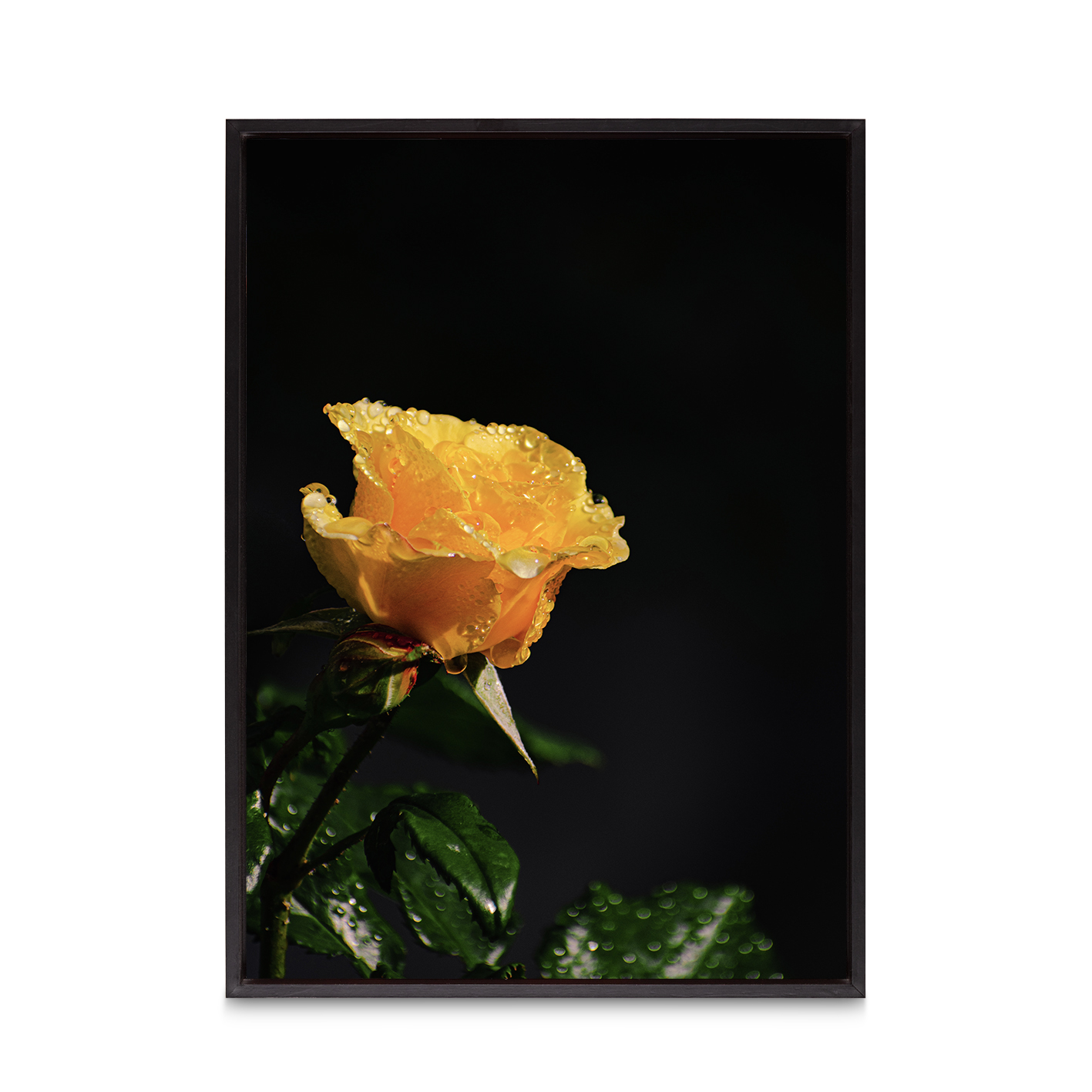 Yellow Rose Floral FLORES_021 - Image 8