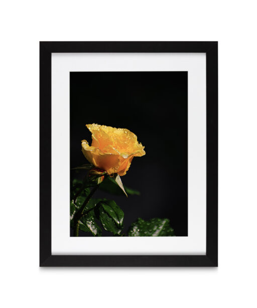 Yellow Rose Floral FLORES_021 - Image 4