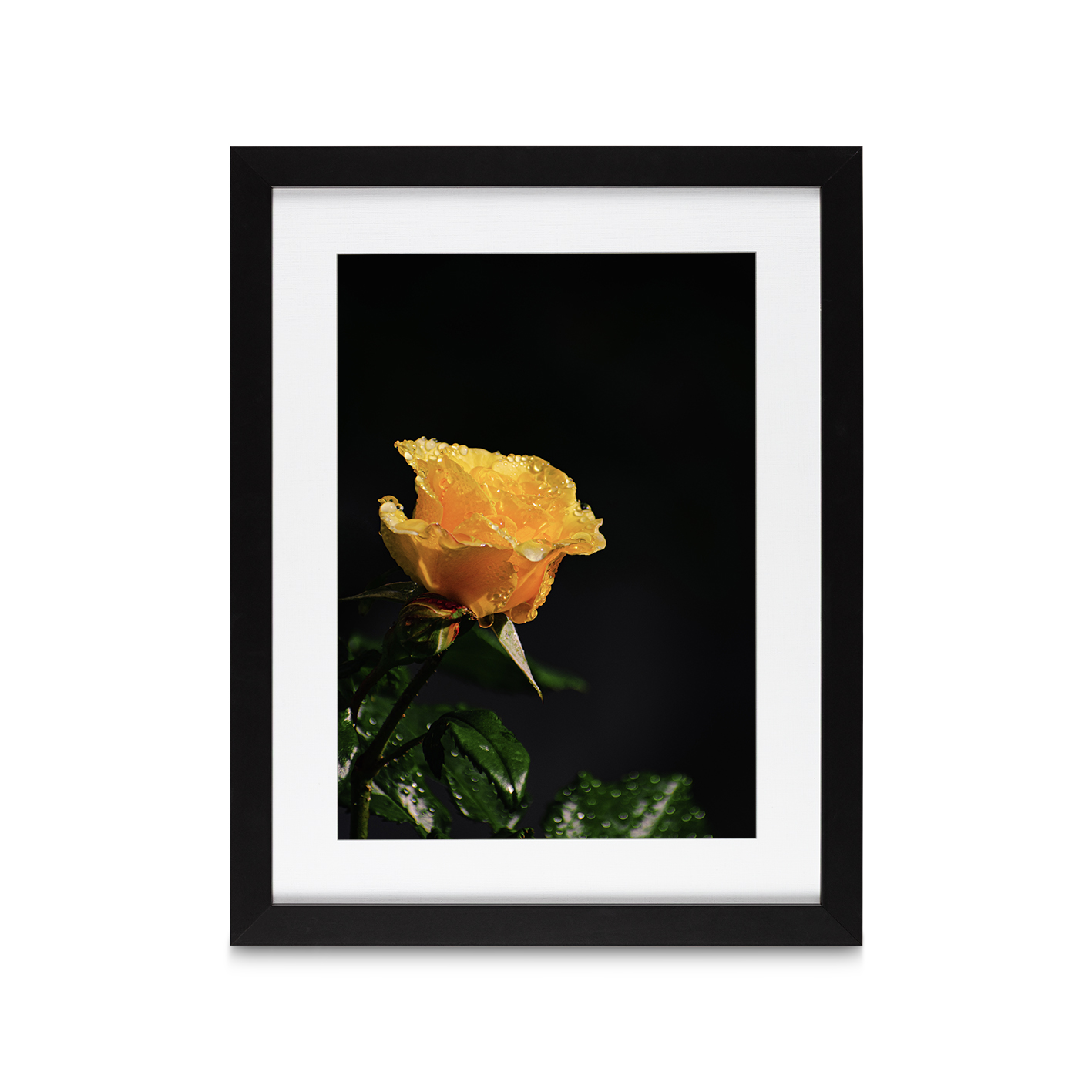Yellow Rose Floral FLORES_021 - Image 4