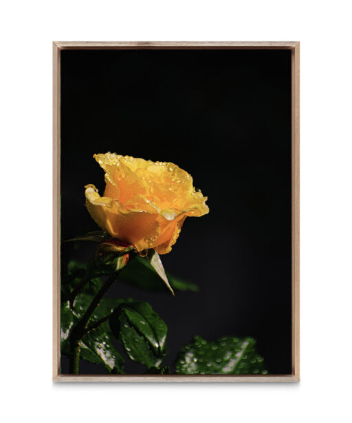 Yellow Rose Floral FLORES_021 - Image 5