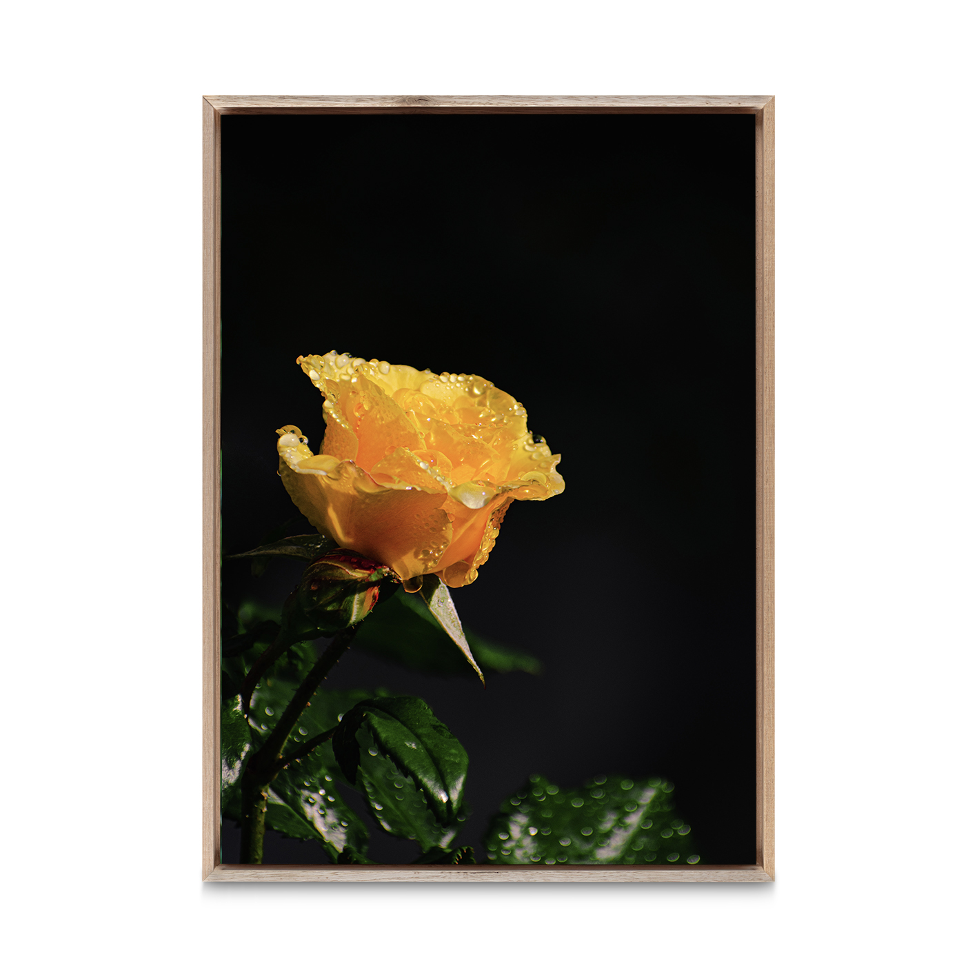 Yellow Rose Floral FLORES_021 - Image 5