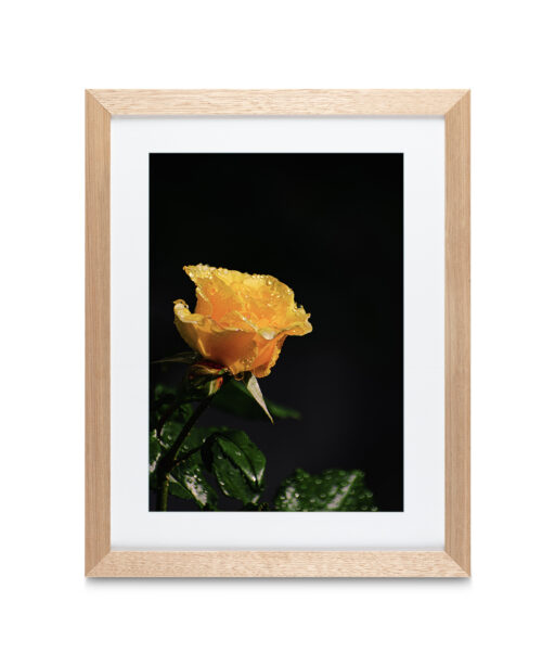 Alternative view of Yellow Rose Floral FLORES_021